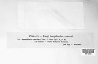 Armillaria mellea image